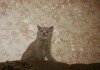 Фото Продам британских чистокровных котят