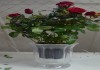 Роза в стекле, вазе KM-99