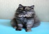 Фото РАДУГА - Красивущая кошка редкого окраса: черепаховый дым.