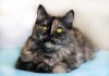 Фото РАДУГА - Красивущая кошка редкого окраса: черепаховый дым.