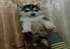 Фото Продаются щенки Сибирской Хаски
