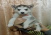 Фото Продаются щенки Сибирской Хаски