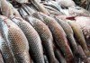 Фото Прямые поставки Рыбы от производителей оптом.