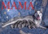Фото Клубные щенки Сибирской Хаски с родословной, возраст 1,5 мес.
