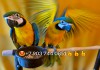 Ручные птенчики сине желтый ара (Ara ararauna) из питомника