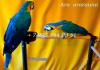Фото Ручные птенчики сине желтый ара (Ara ararauna) из питомника