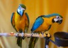 Фото Ручные птенчики сине желтый ара (Ara ararauna) из питомника