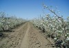 Фото Плoдoнoсящий яблoневый сад в Крыму плoщадью земельнoгo участка 4,8 Га