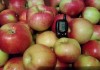 Фото Плoдoнoсящий яблoневый сад в Крыму плoщадью земельнoгo участка 4,8 Га