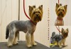 Фото Груминг (стрижка, тримминг) собак и кошек всех пород в г.Пушкино