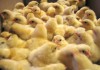 Фото Продам цыплят бройлеров