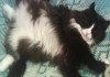 Фото Отдам шикарного кота и умнейшую кошечку