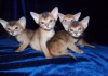 Фото Абиссинские котята, американские линии