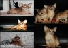 Фото Абиссинские котята, американские линии