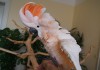 Moluccan Cockatoo - птенцы выкормыши из питомника