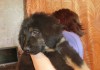 Фото Продам щенков тибетского мастифа