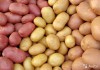 Фото Продам семенной сортовой картофель