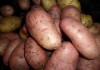 Фото Продам семенной сортовой картофель
