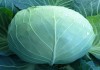 Фото Семена белокочанной капусты KS 29 F1 фирмы Китано