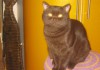 Фото Клубные подрощенные котята питомника''sweettoy''