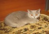 Фото Клубные подрощенные котята питомника''sweettoy''