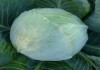 Фото Семена белокочанной капусты KS 60 F1 фирмы Китано
