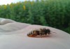 Фото Продаются пчелосемьи