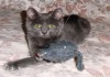 Фото Отдам голубого котенка
