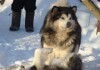 Фото Предлагаются щенки Аляскинского маламута