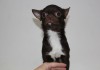 Фото Чихуахуа шоколадный кобель для вязки