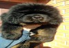 Фото Тибетского мастифа щенков