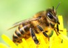 Фото Пчелы, отводки, пчелопакеты, пчелосемьи