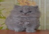 Фото Клубные шотландские прямоухие котята. 3 мес.