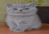 Фото Клубные шотландские прямоухие котята. 3 мес.