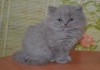 Фото Клубные шотландские прямоухие котята. 3 мес.