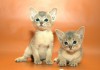 Фото Шикарные абиссинские котята для вас