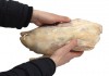 Фото Мясо утки от производителя (тушки, разделка, субпродукты)