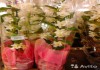 Фото Орхидея дендробиум нобиле подарочный