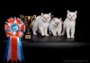 Фото Шикарные британские котята ищут новую семью!