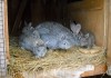 Фото Обменяю кроликов самцов Серый великан и Фландер, на самцов.