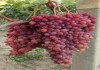 Фото Саженцы и черенки винограда с доставкой до подъезда