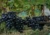 Фото Саженцы и черенки винограда с доставкой до подъезда