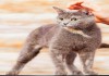 Голубокремовая кошка Весна ищет хозяев