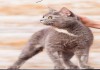 Фото Голубокремовая кошка Весна ищет хозяев
