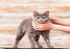 Фото Голубокремовая кошка Весна ищет хозяев