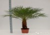 Финик Робелини, пальма высокорослая 170 см