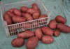 Фото Продам оптом картофель продовольственный и лук