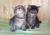 Фото Мимишные котята 1,5 мес в поисках дома.