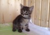 Фото Мимишные котята 1,5 мес в поисках дома.