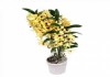 Фото Орхидея Дендрoбиум нобиле Сонг Берд 2 ст o-63 в интернет-магазине. Стоимость, наличие и размер уточн